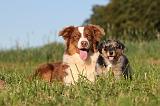 BERGER AUSTRALIEN - ADULT & PUPPY 020